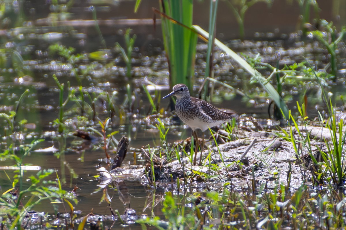 Wood Sandpiper