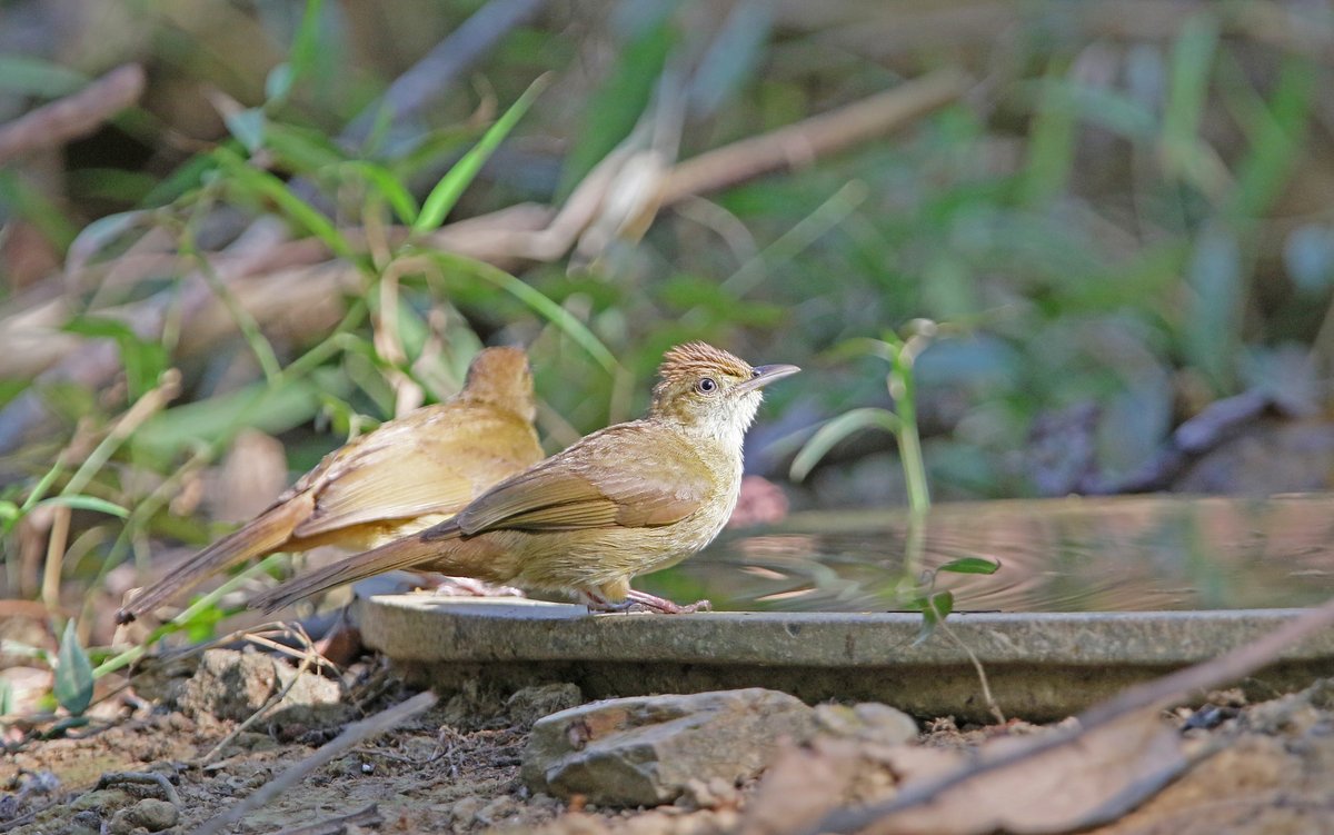 Grey-eyed Bulbul