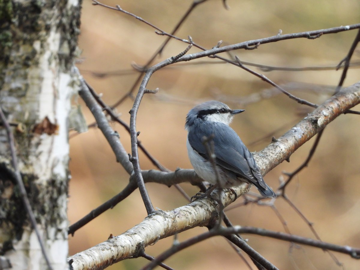 Eurasian Nuthatch