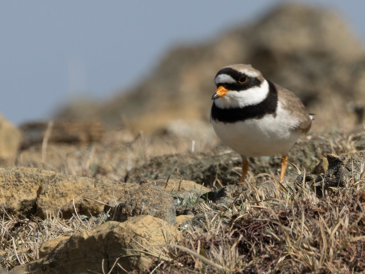 Common Ringed Plover