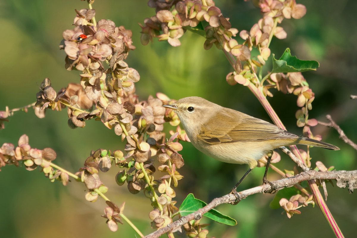 Common Chiffchaff