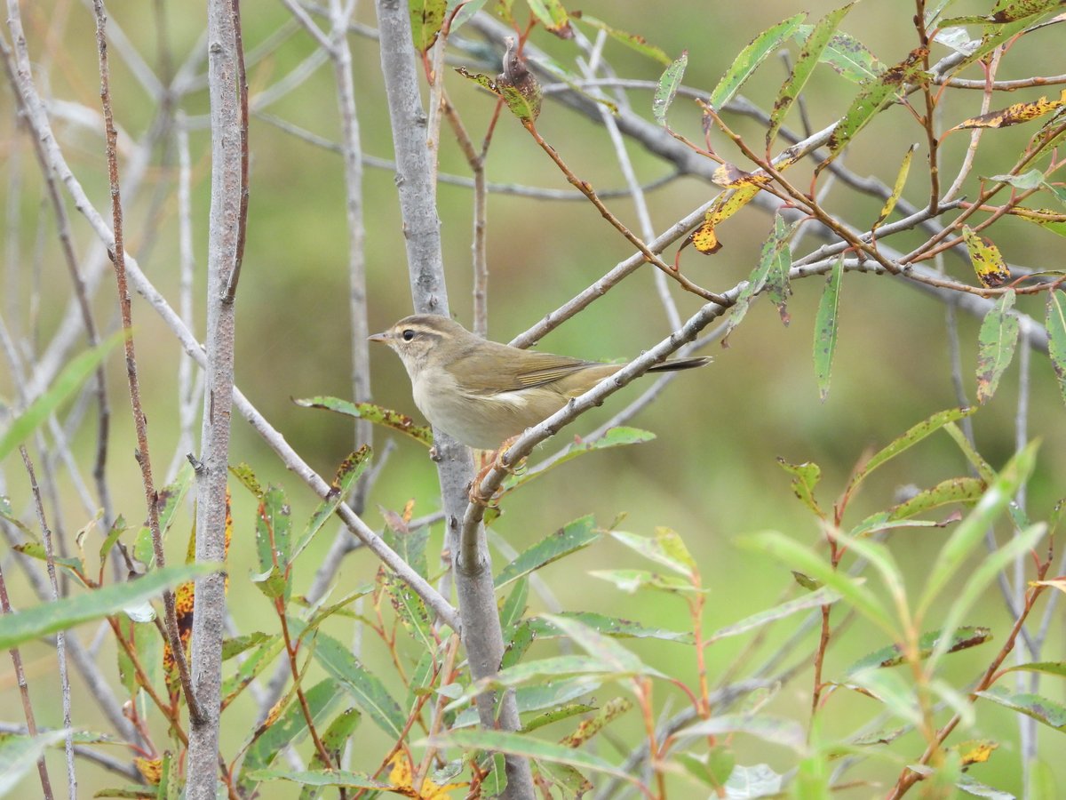 Radde's Warbler