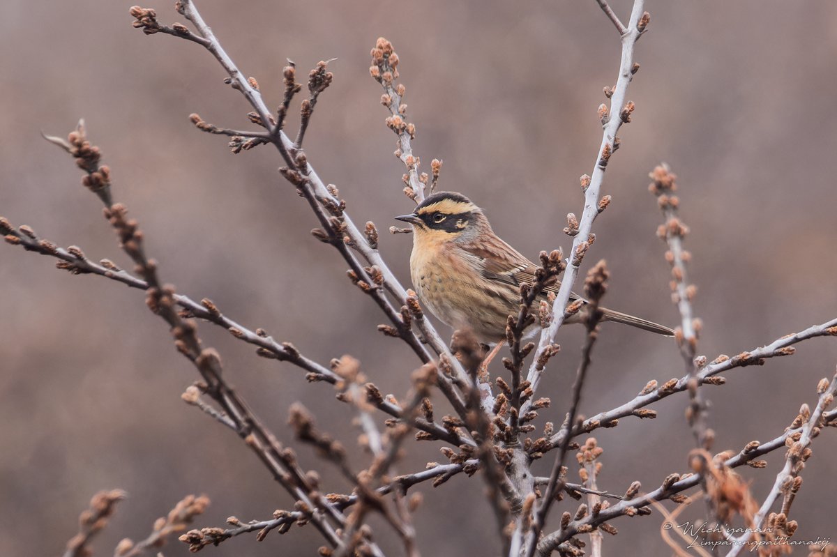 Siberian Accentor