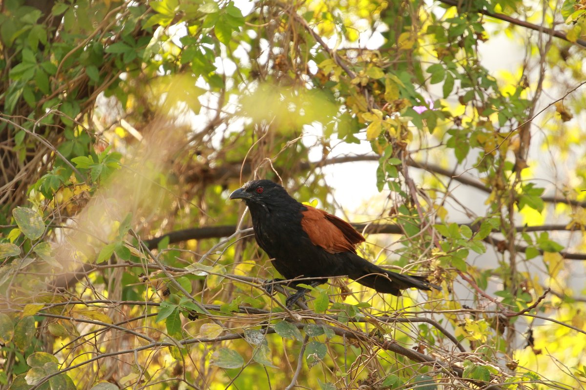 Greater Coucal