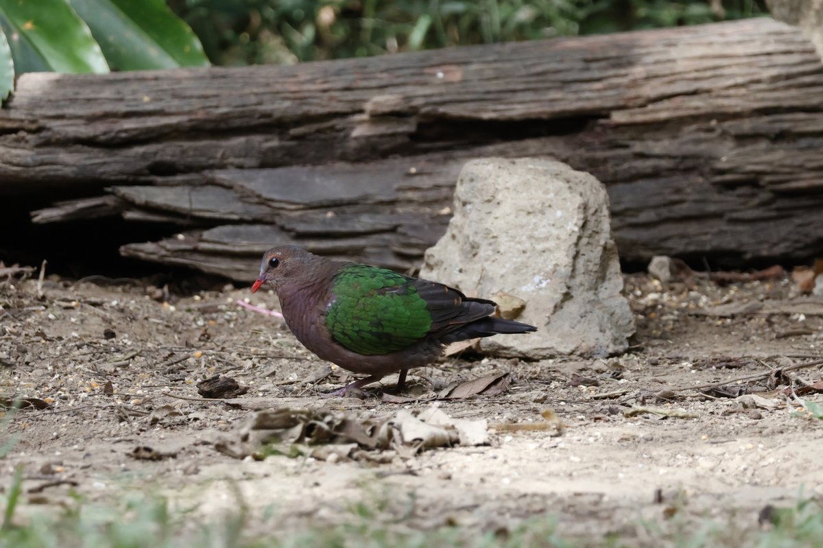 Common Emerald Dove