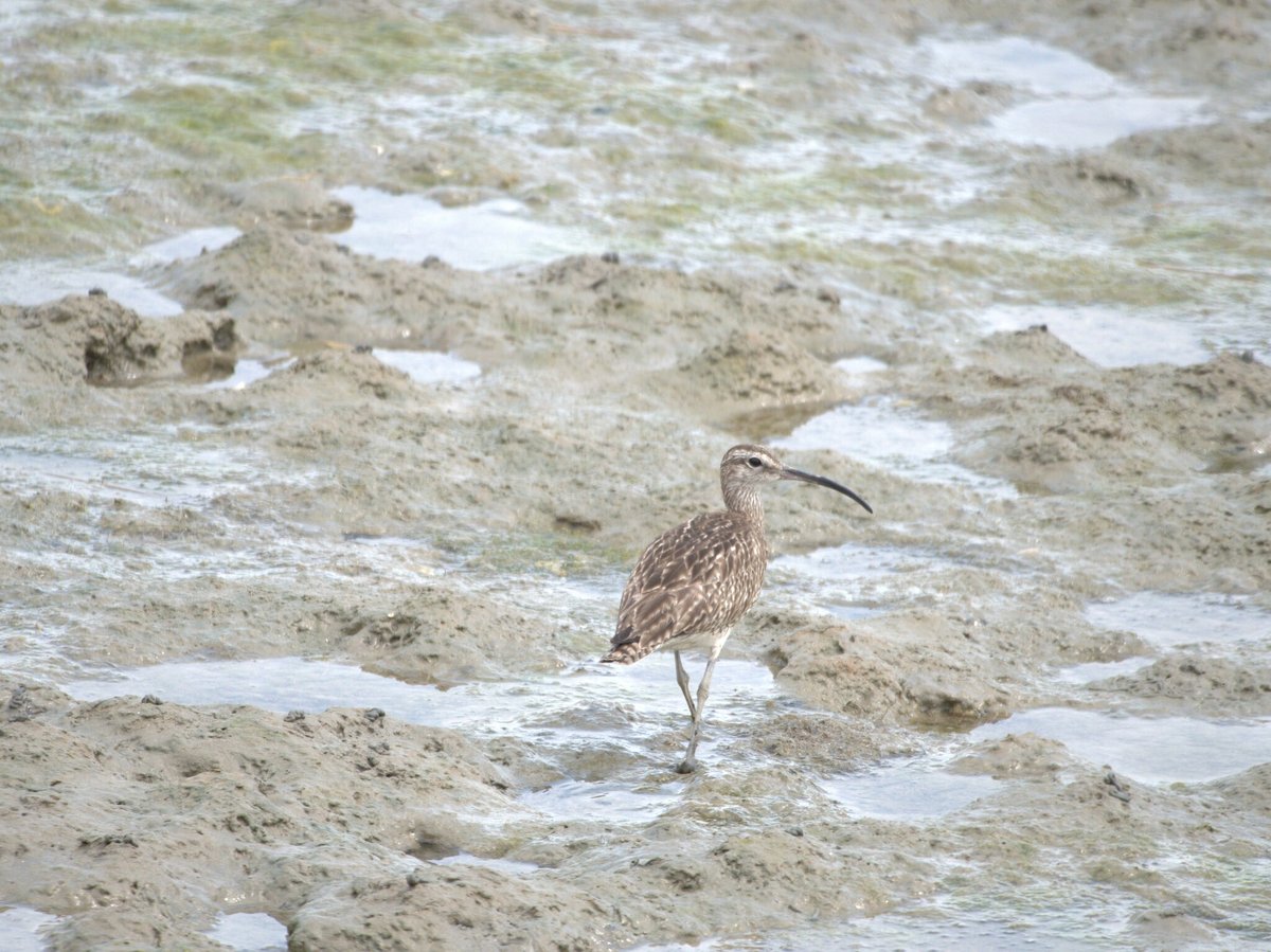 Eurasian Whimbrel