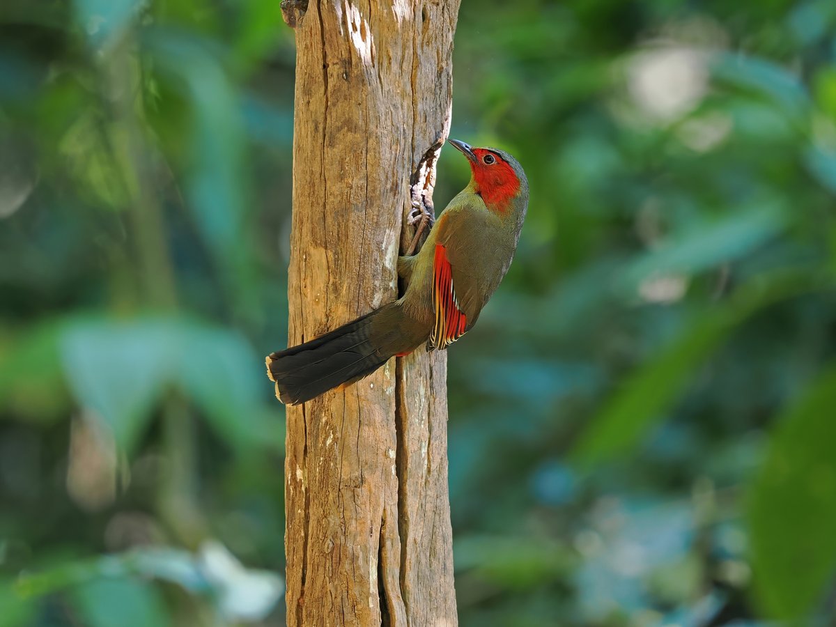 Scarlet-faced Liocichla
