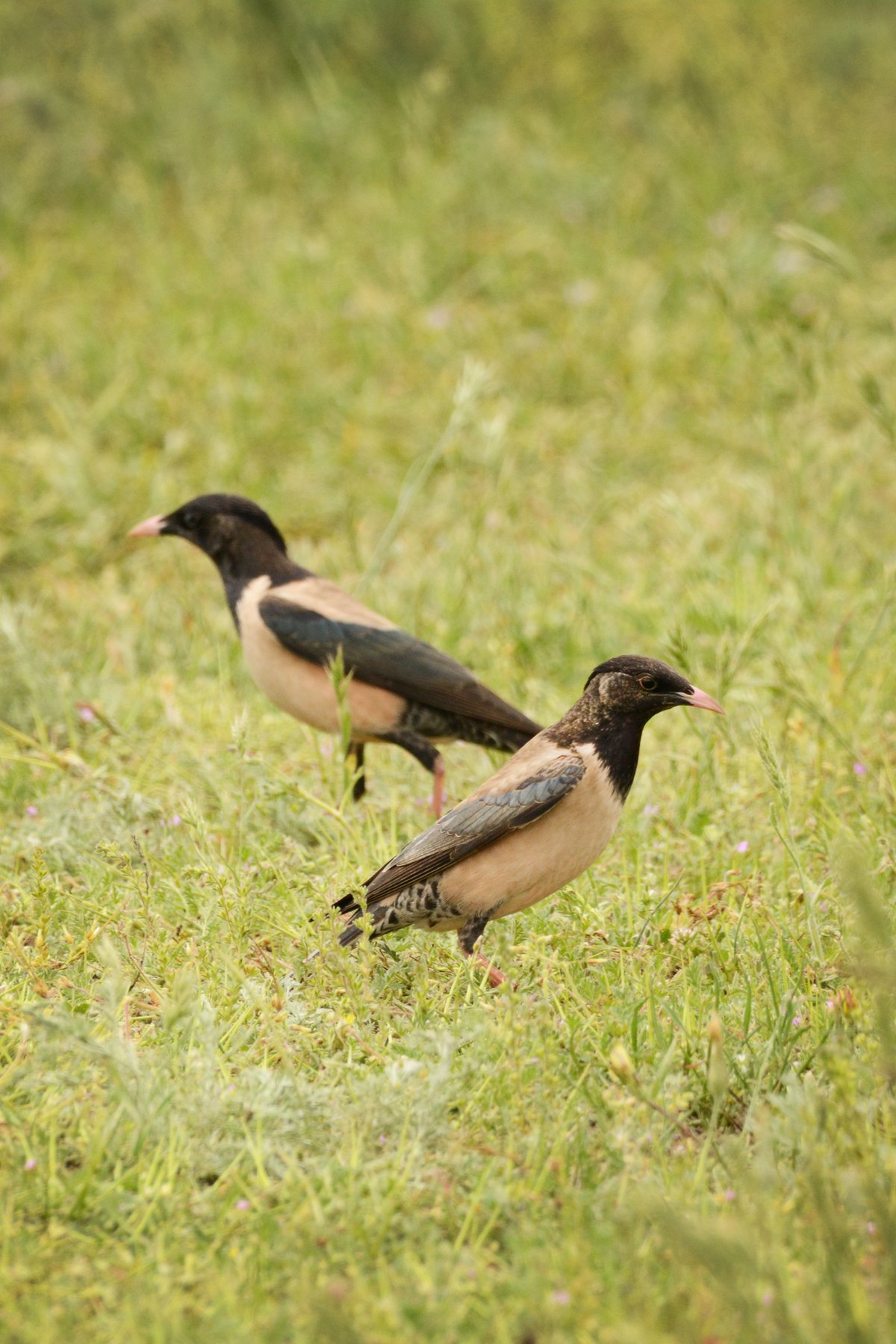 Rosy Starling