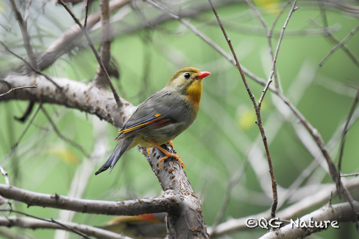 Red-billed Leiothrix