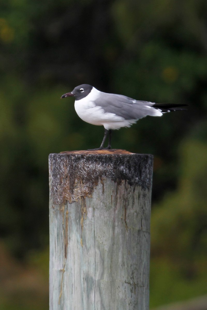 Laughing Gull