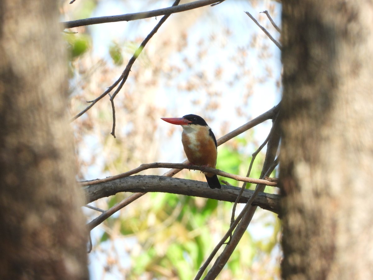 Black-capped Kingfisher
