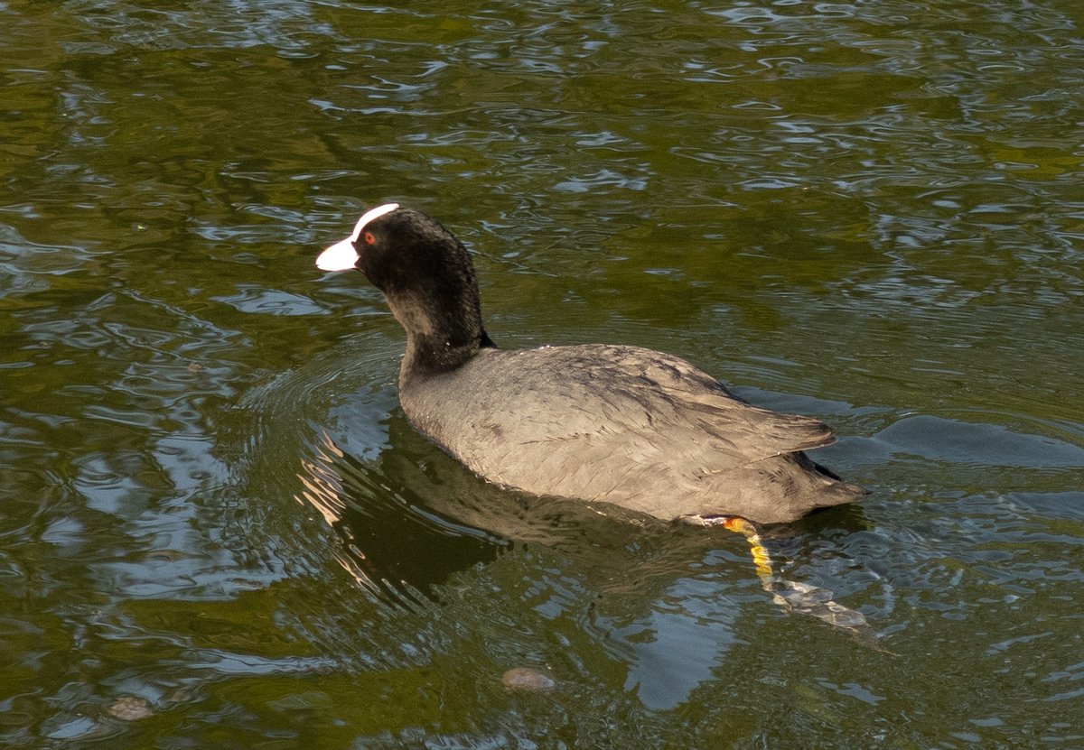 Eurasian Coot