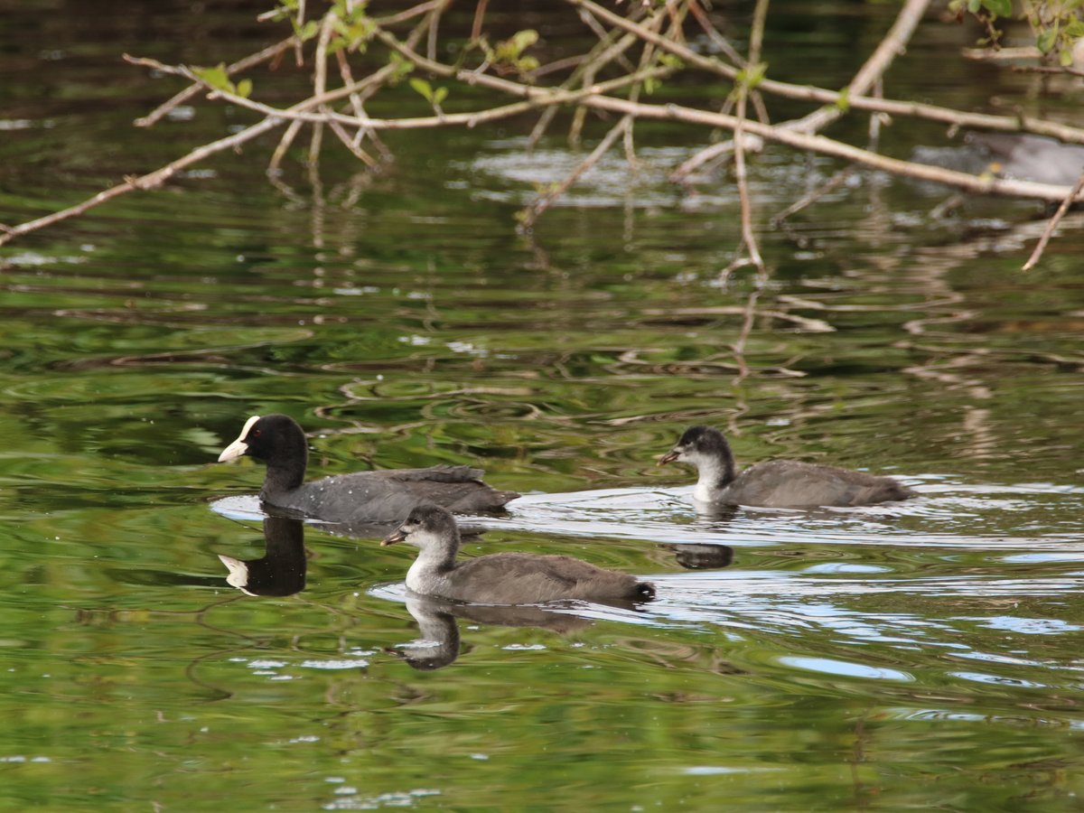 Eurasian Coot