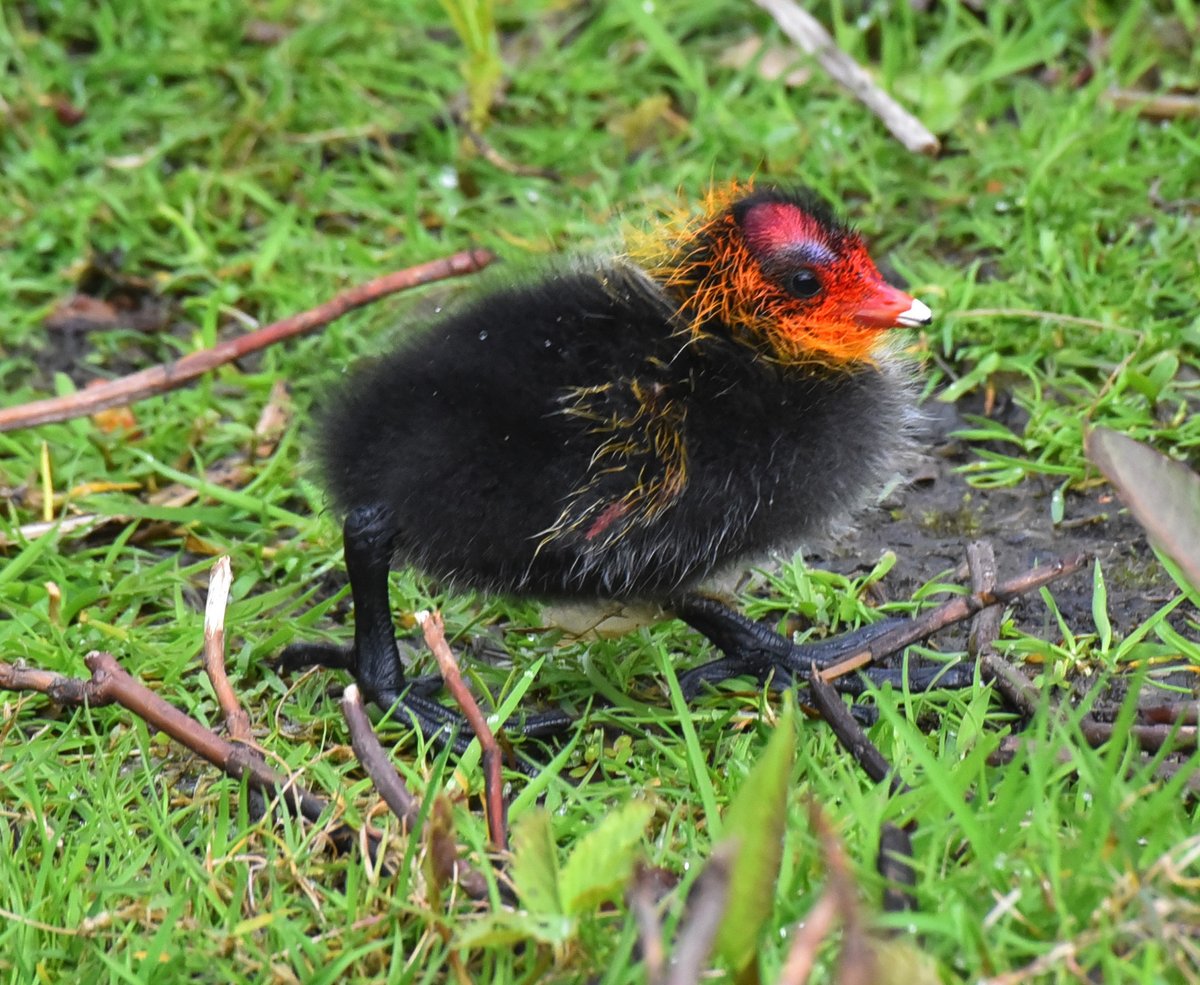Eurasian Coot