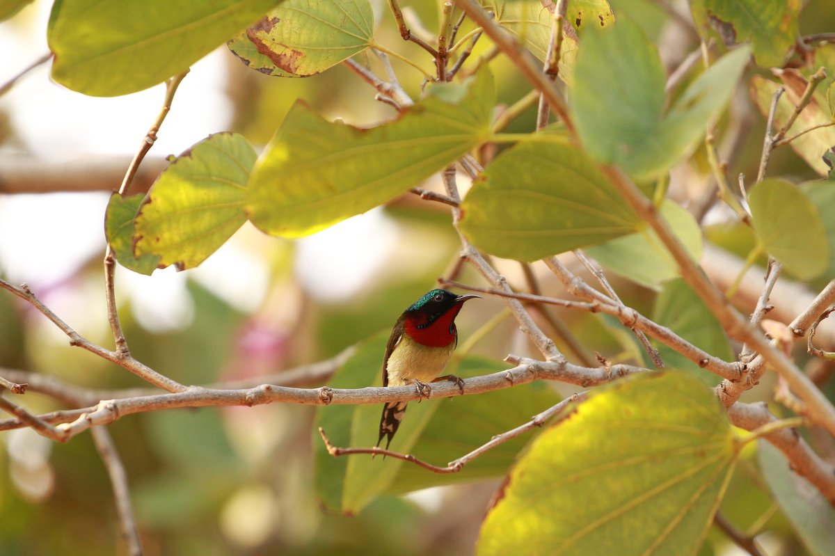 Fork-tailed Sunbird