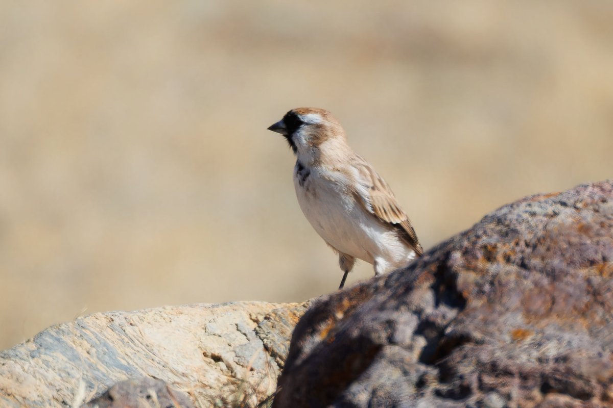 Pere David's Snowfinch