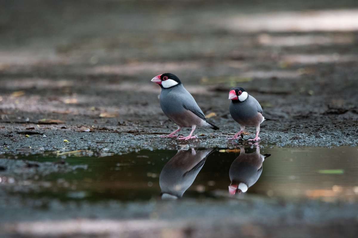 Java Sparrow