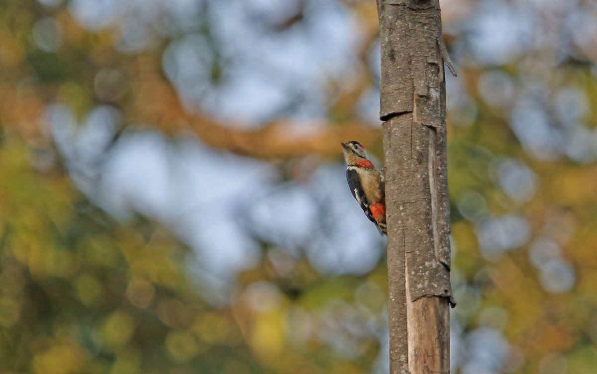 Crimson-naped Woodpecker