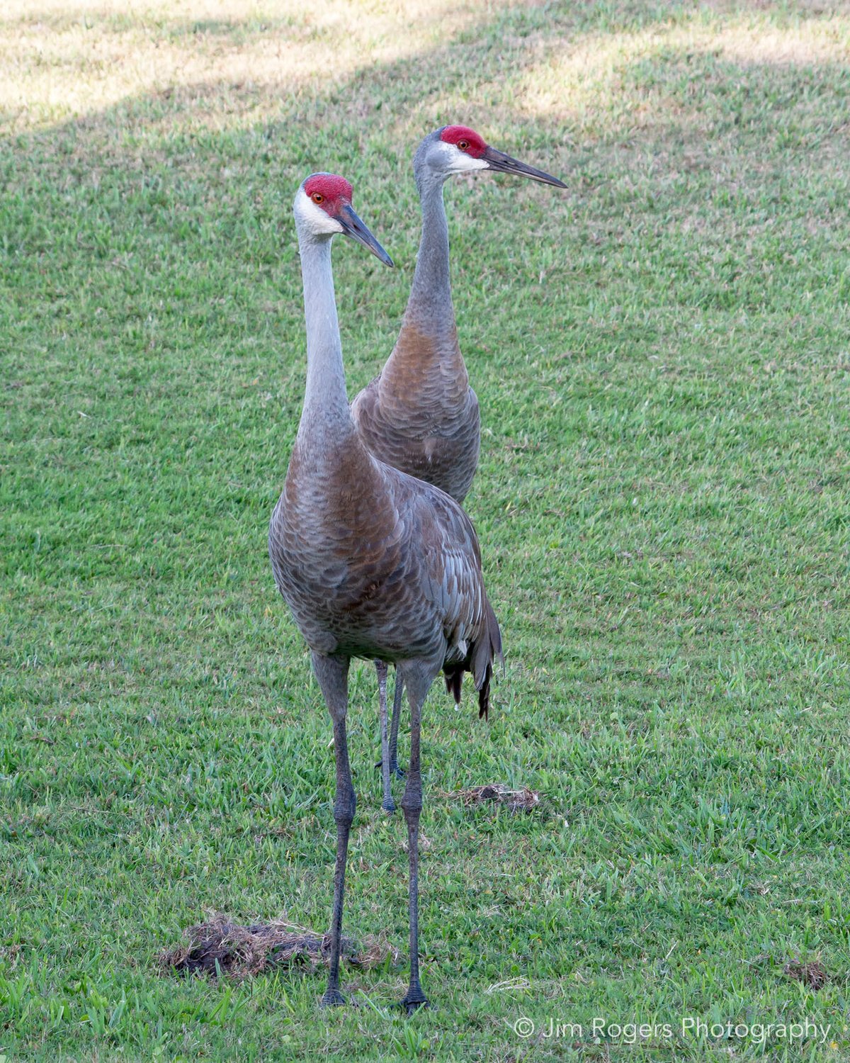 Sandhill Crane