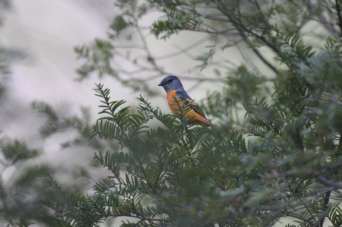 Grey-chinned Minivet
