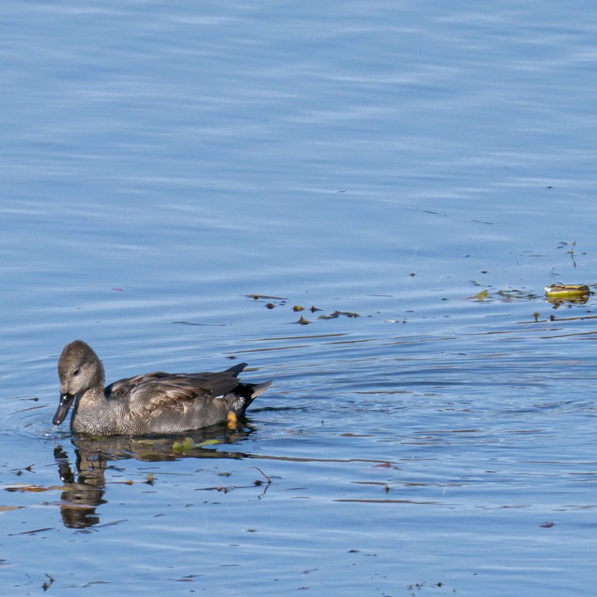 Gadwall