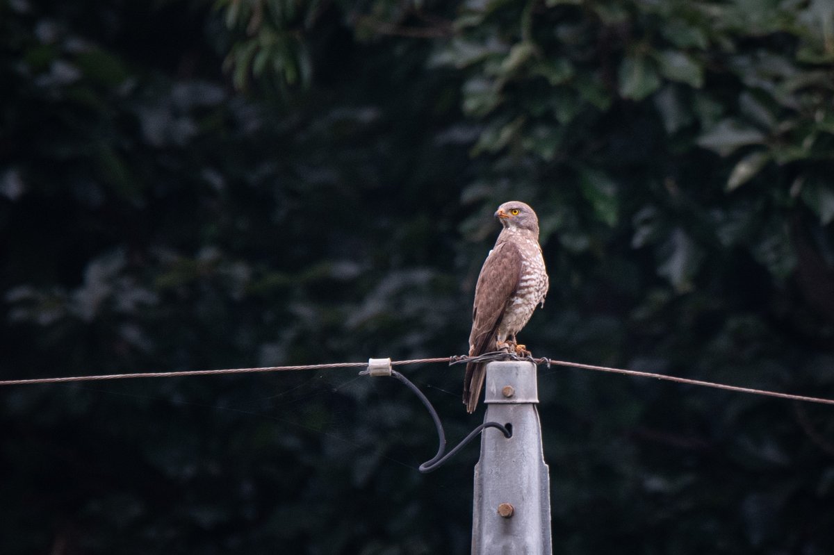 Grey-faced Buzzard