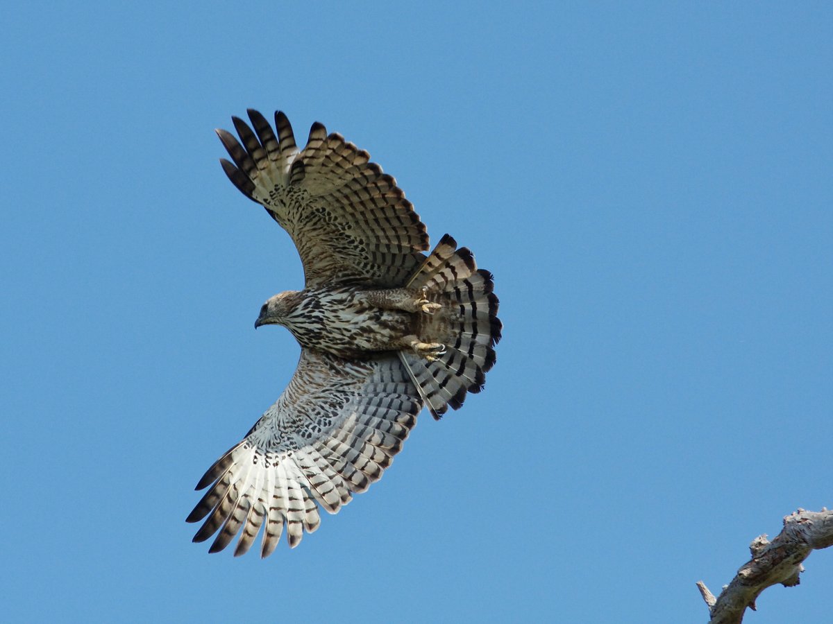 Changeable Hawk-Eagle