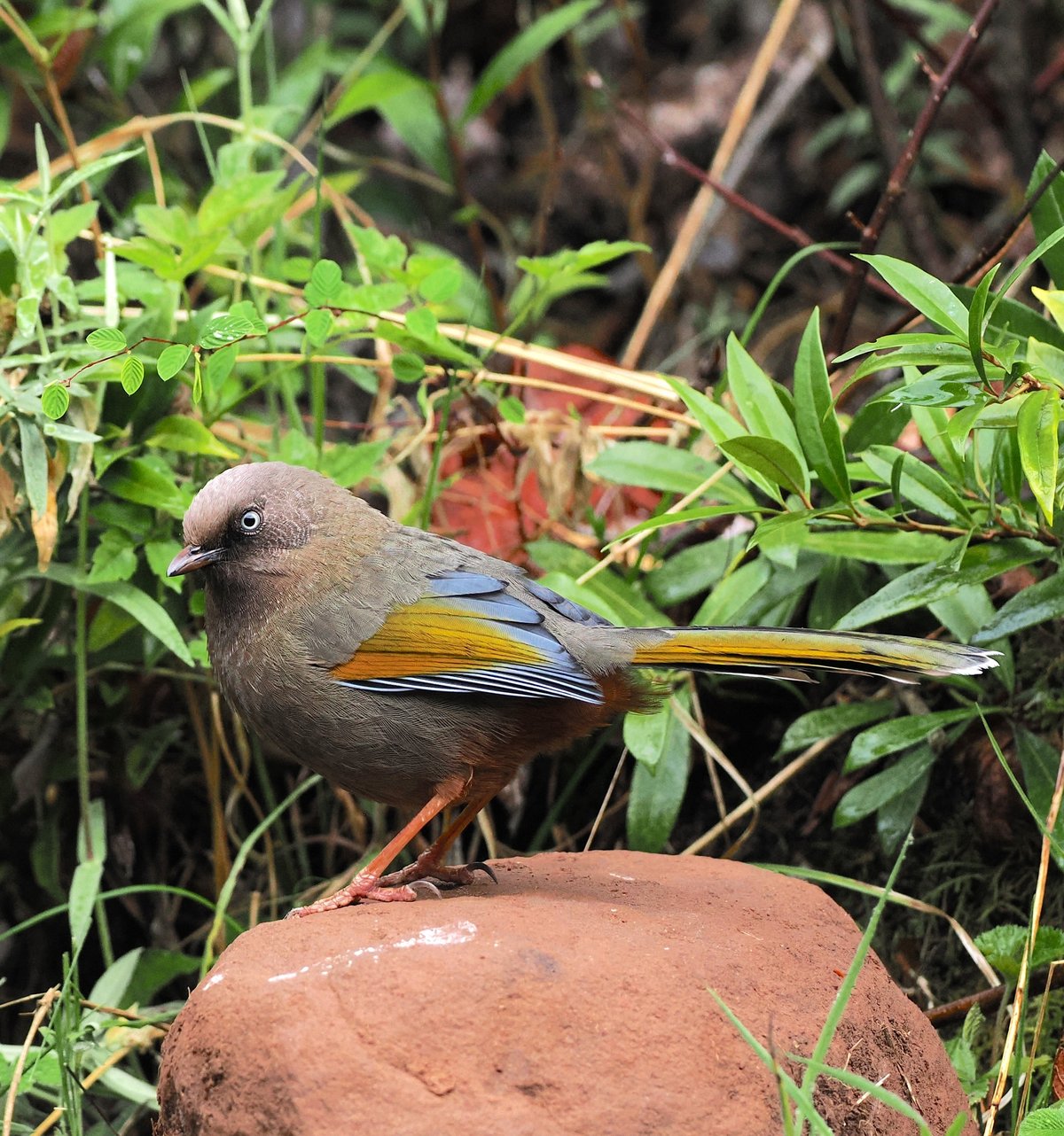 Elliot's Laughingthrush