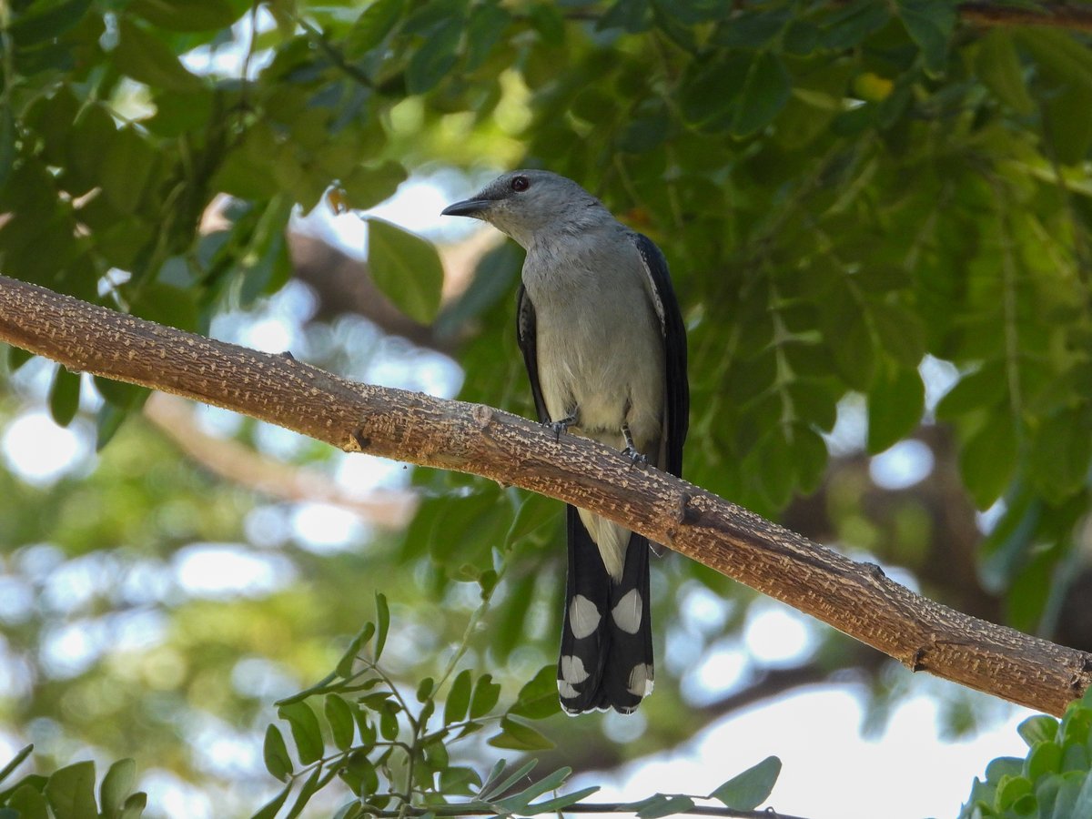 Black-winged Cuckooshrike