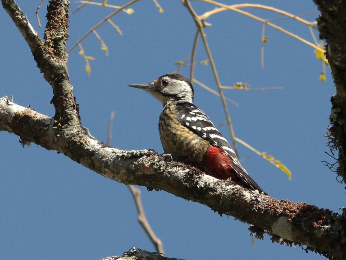 Stripe-breasted Woodpecker