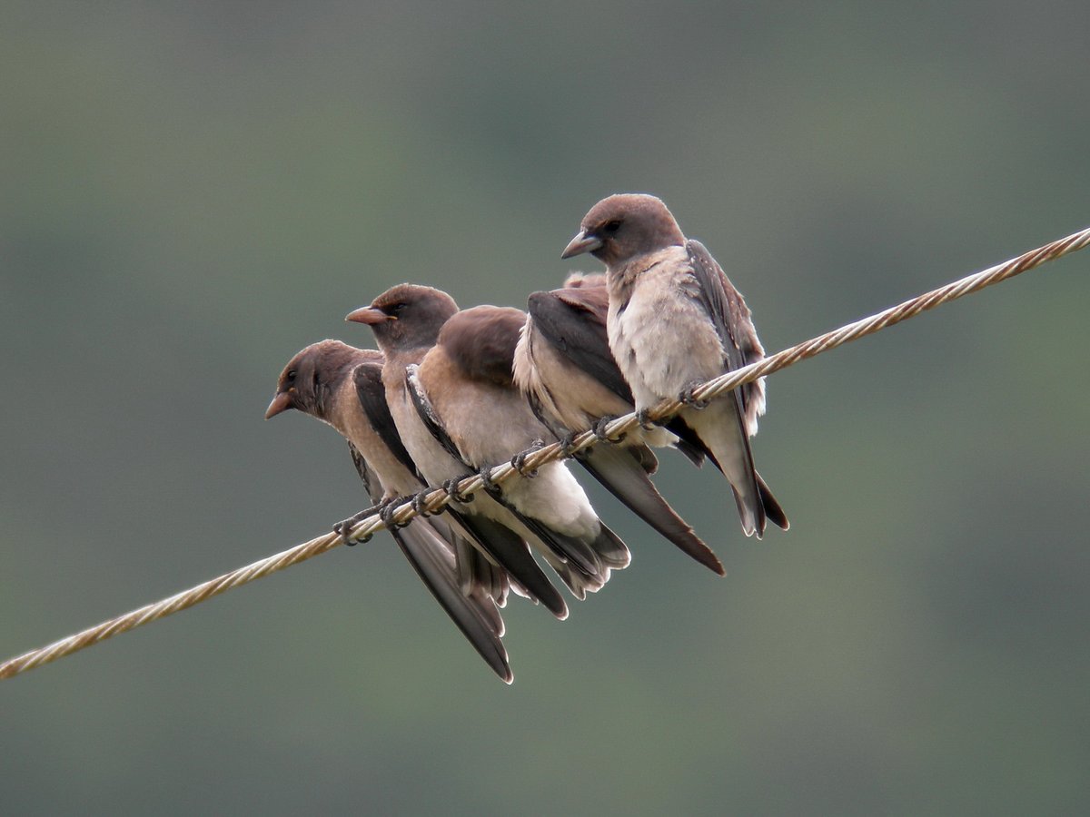 Ashy Woodswallow