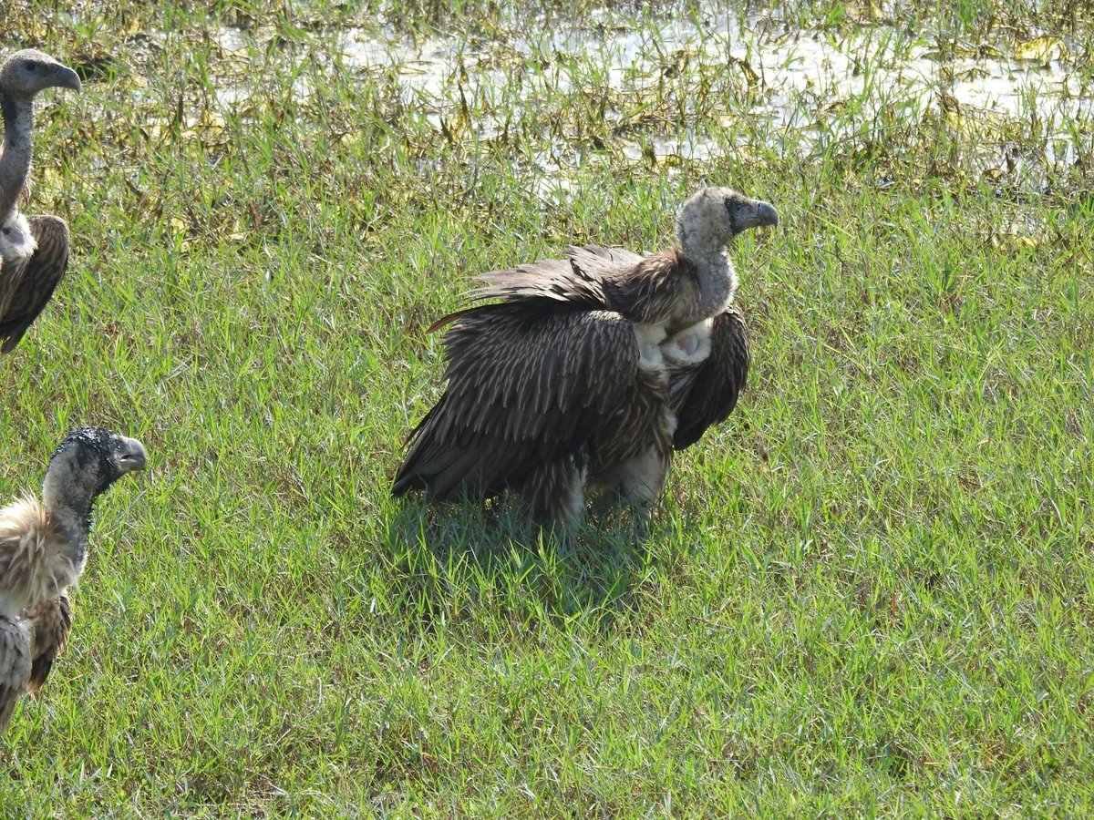 Himalayan Vulture