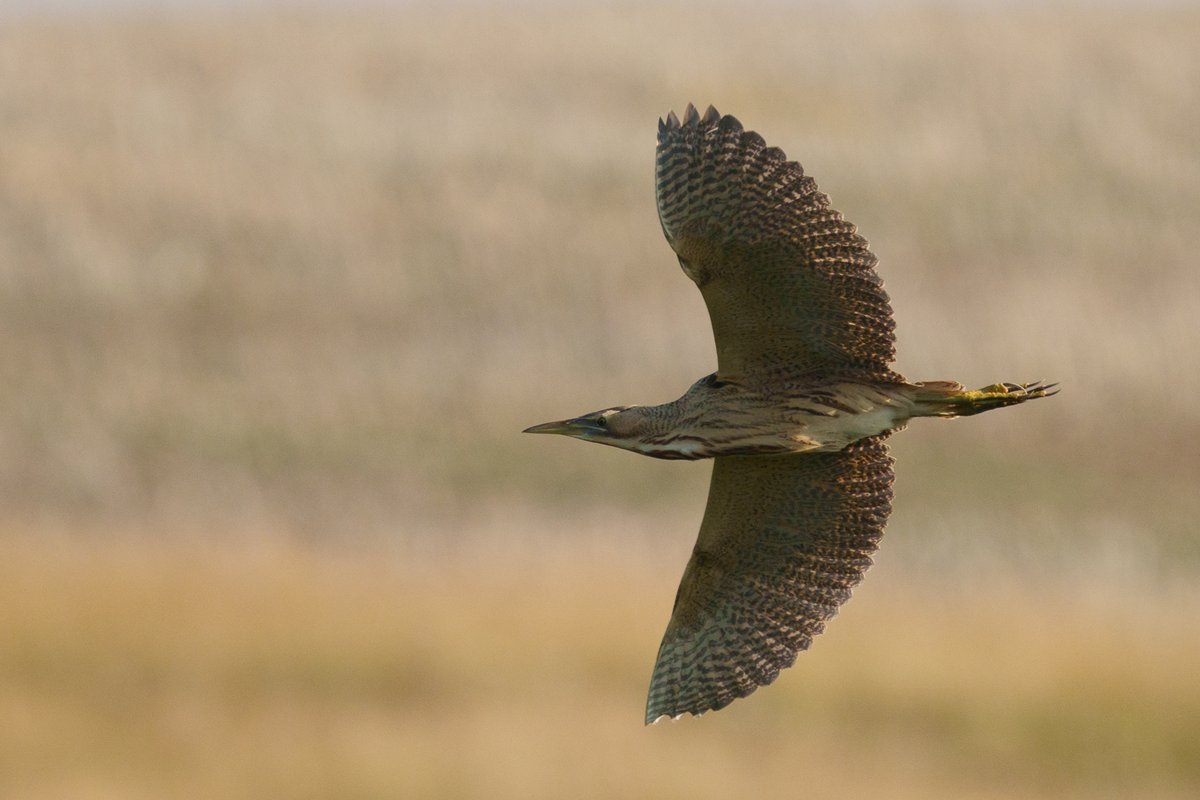 Eurasian Bittern