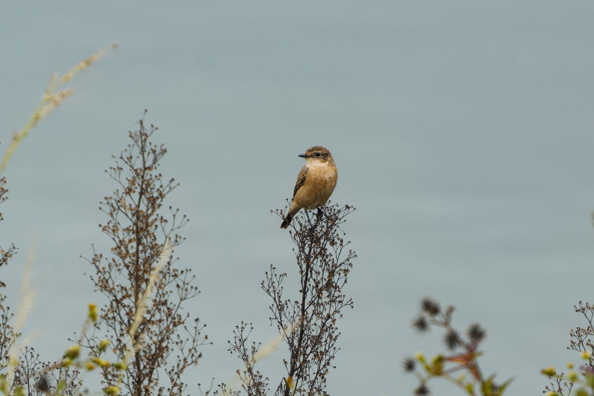 Siberian Stonechat