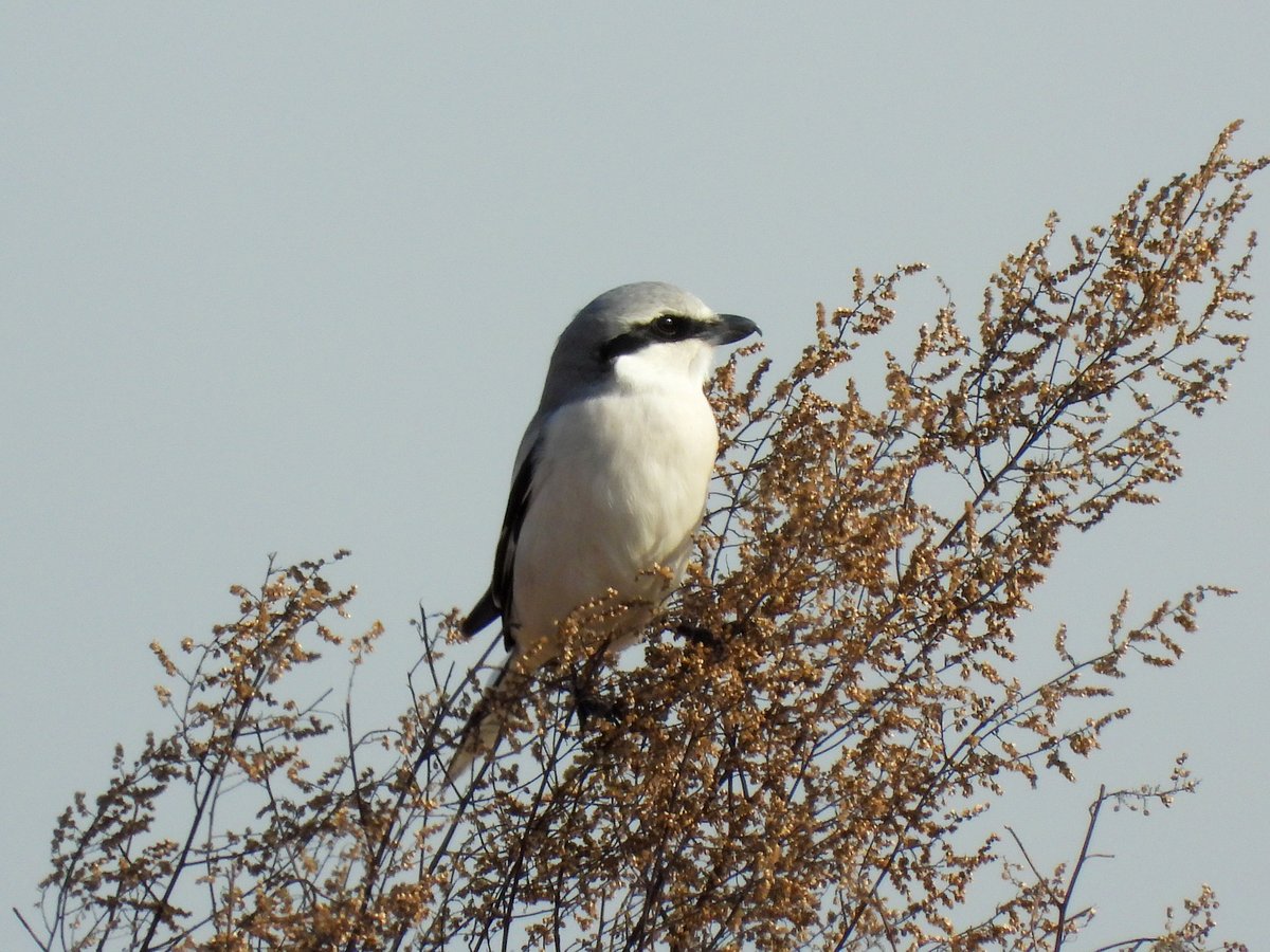 Chinese Grey Shrike