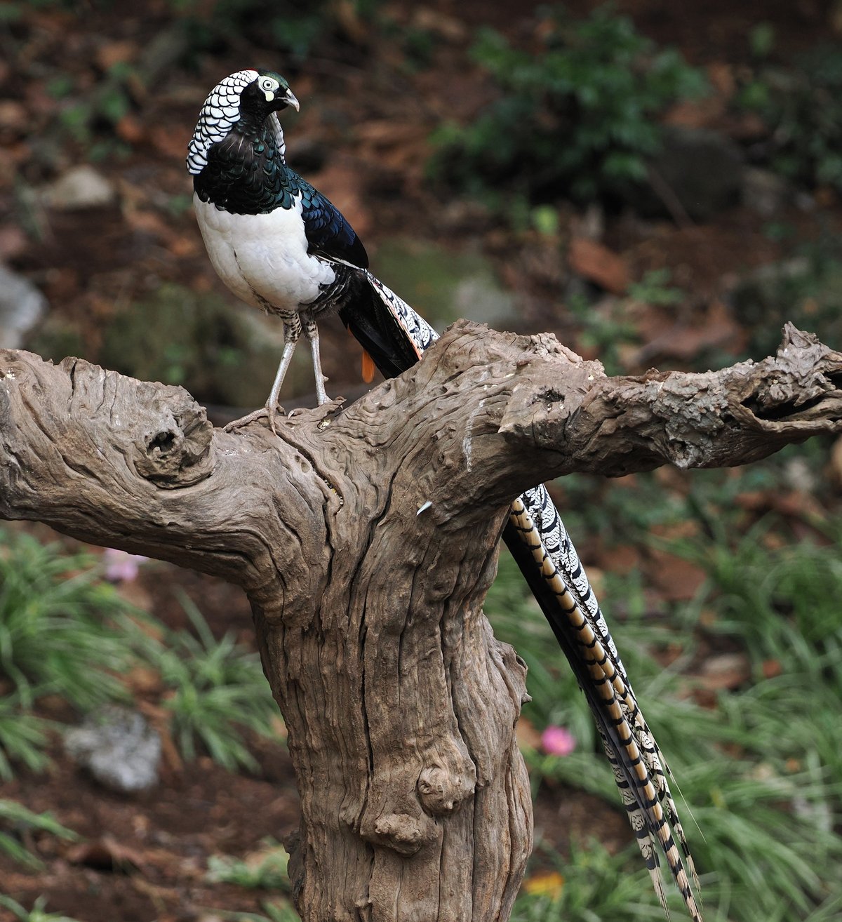 Lady Amherst's Pheasant