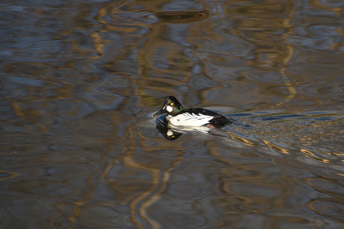 Common Goldeneye