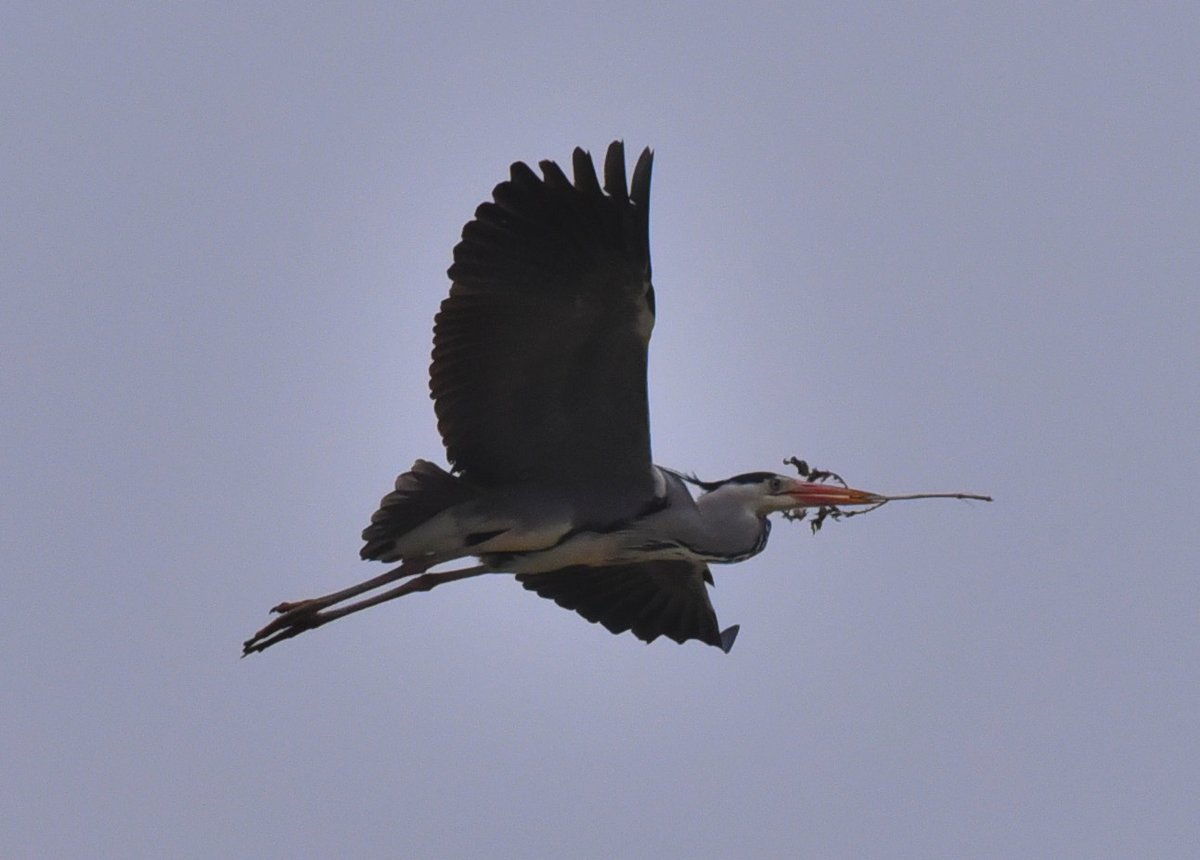 Grey Heron