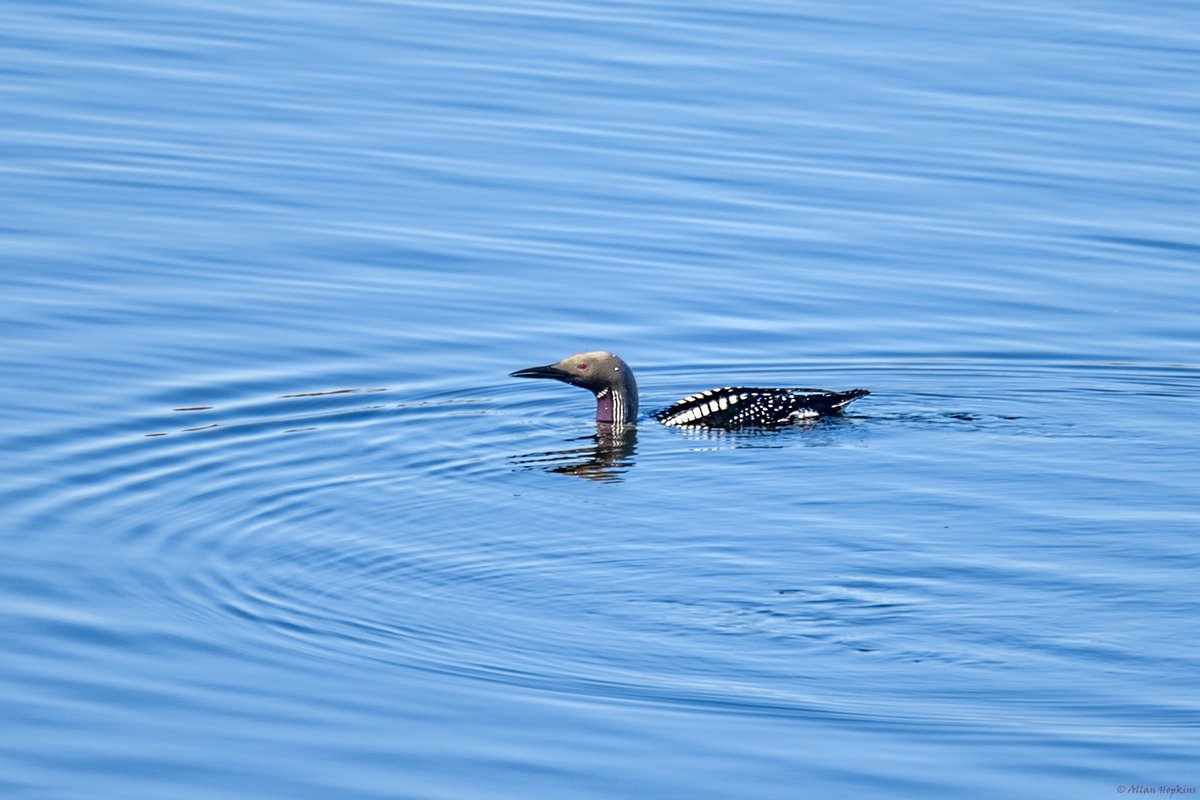 Black-throated Loon