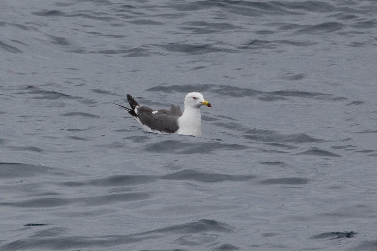 Black-tailed Gull
