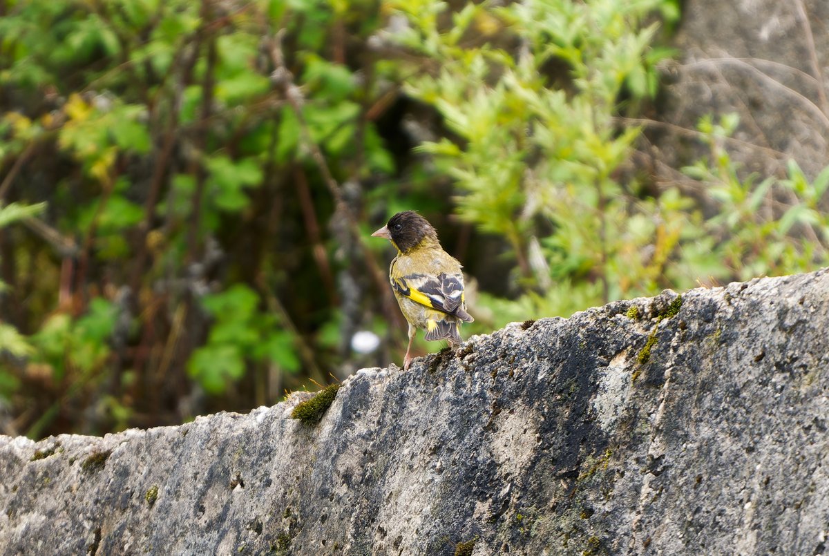 Black-headed Greenfinch