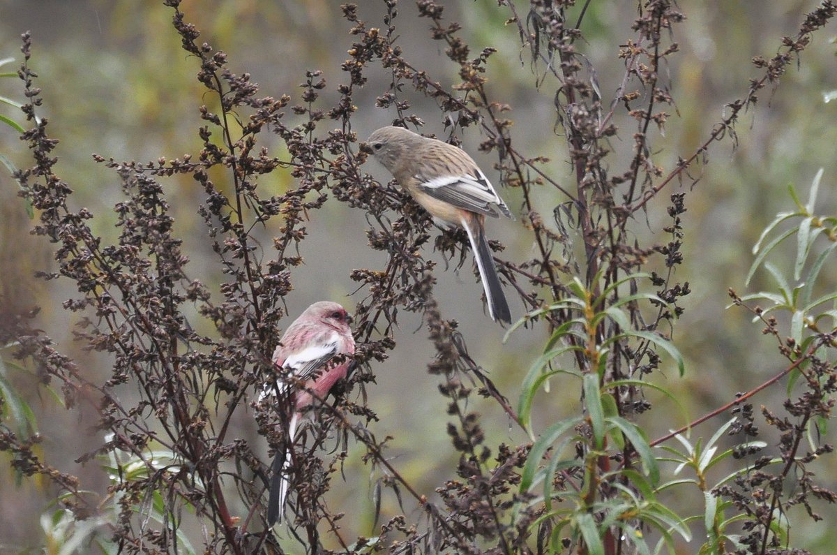 Long-tailed Rosefinch