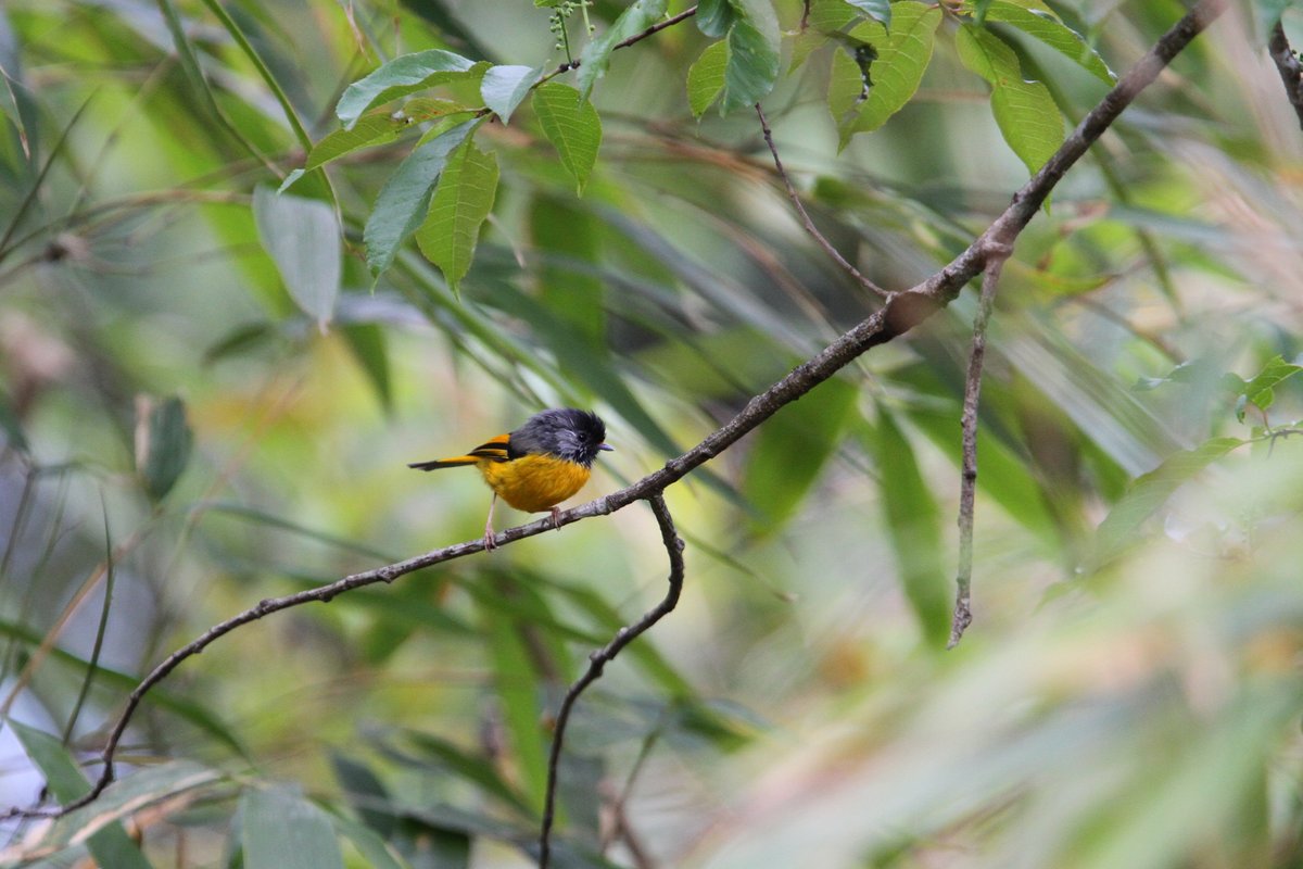 Golden-breasted Fulvetta