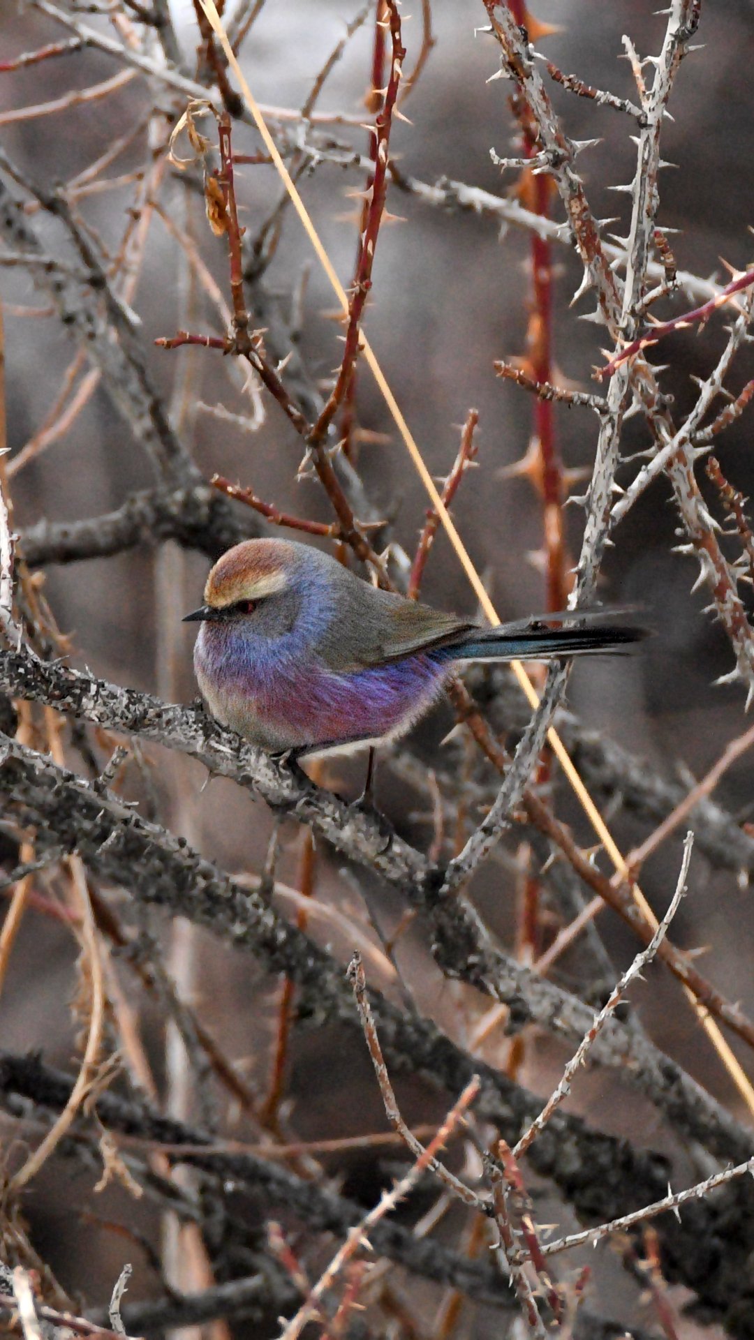 White-browed Tit-warbler
