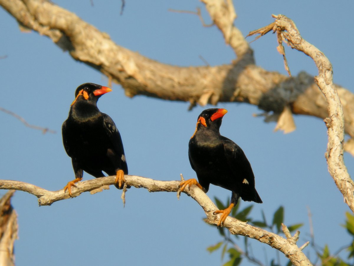Common Hill Myna
