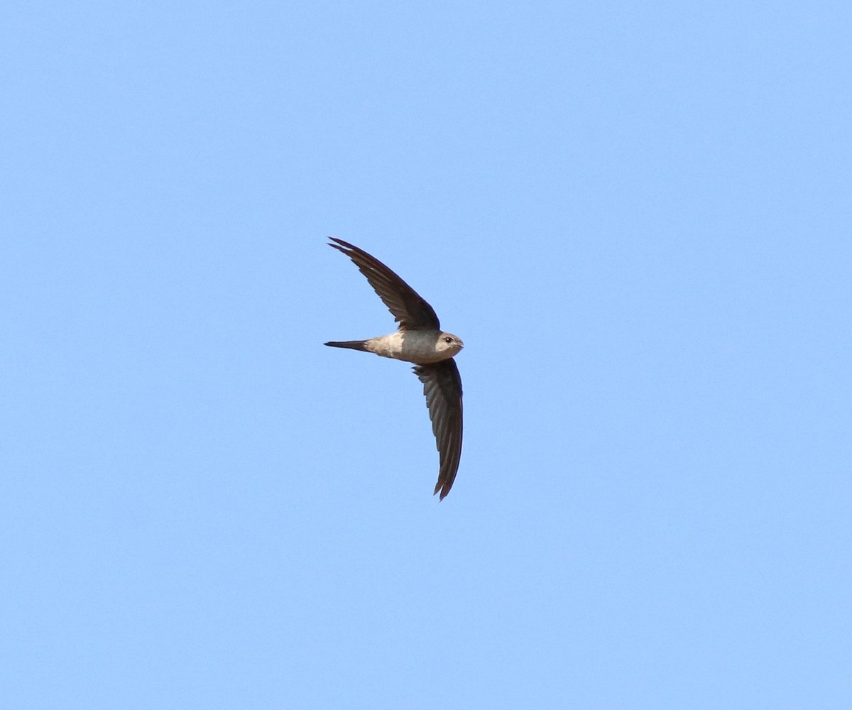 Asian Palm Swift