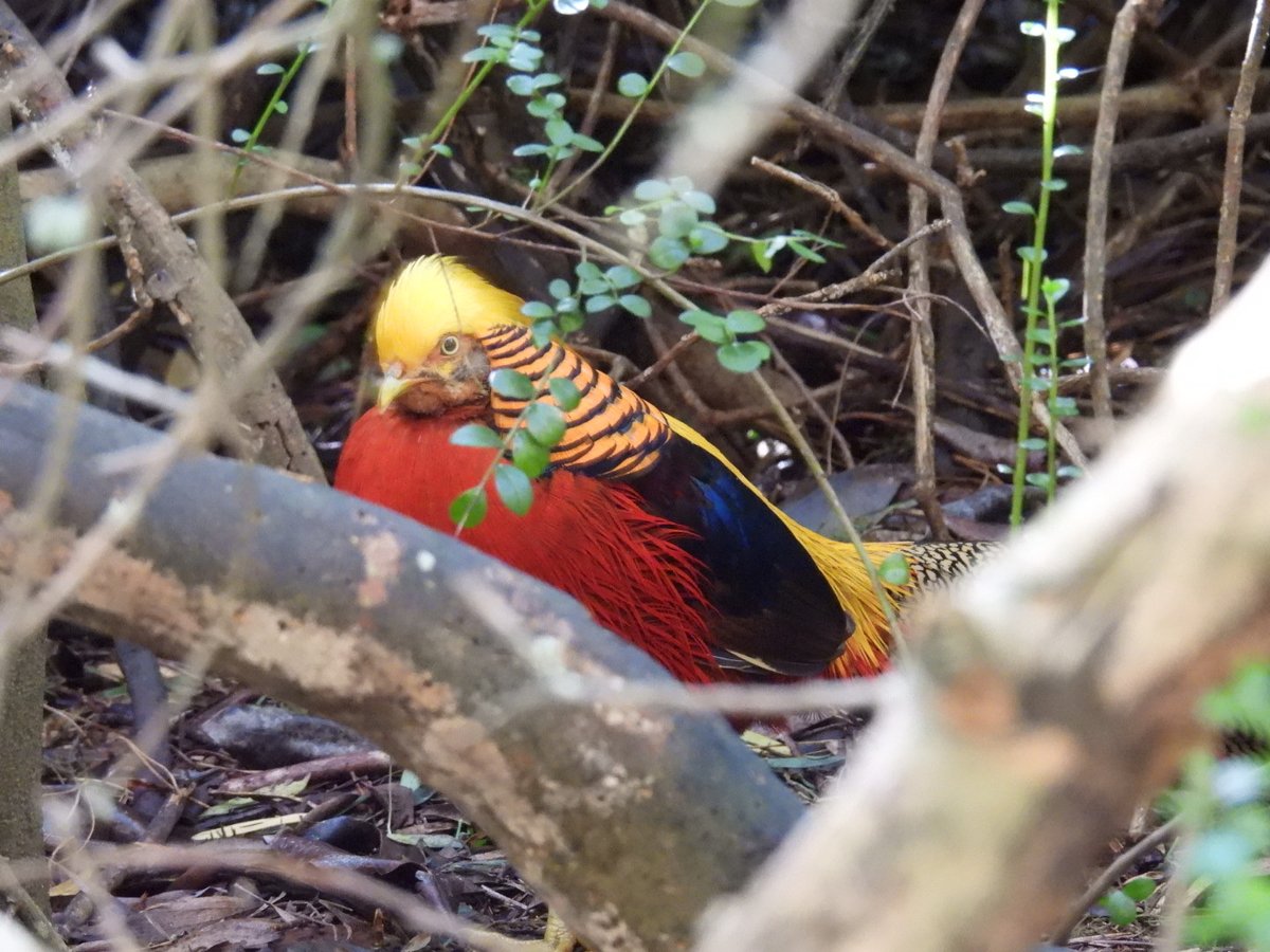 Golden Pheasant