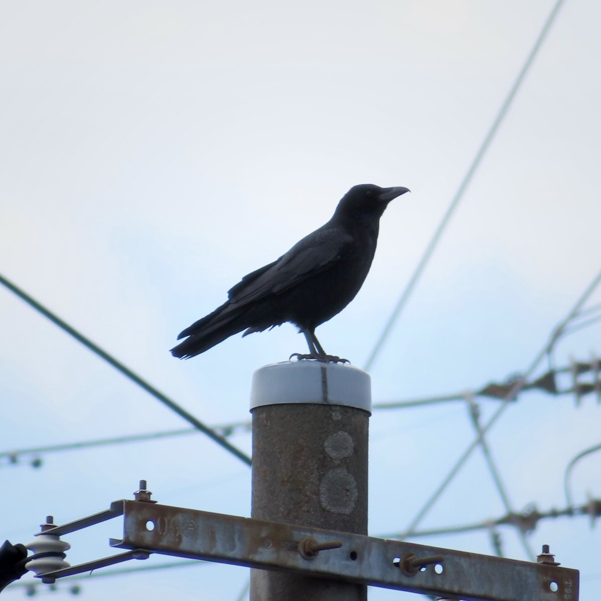 Carrion Crow
