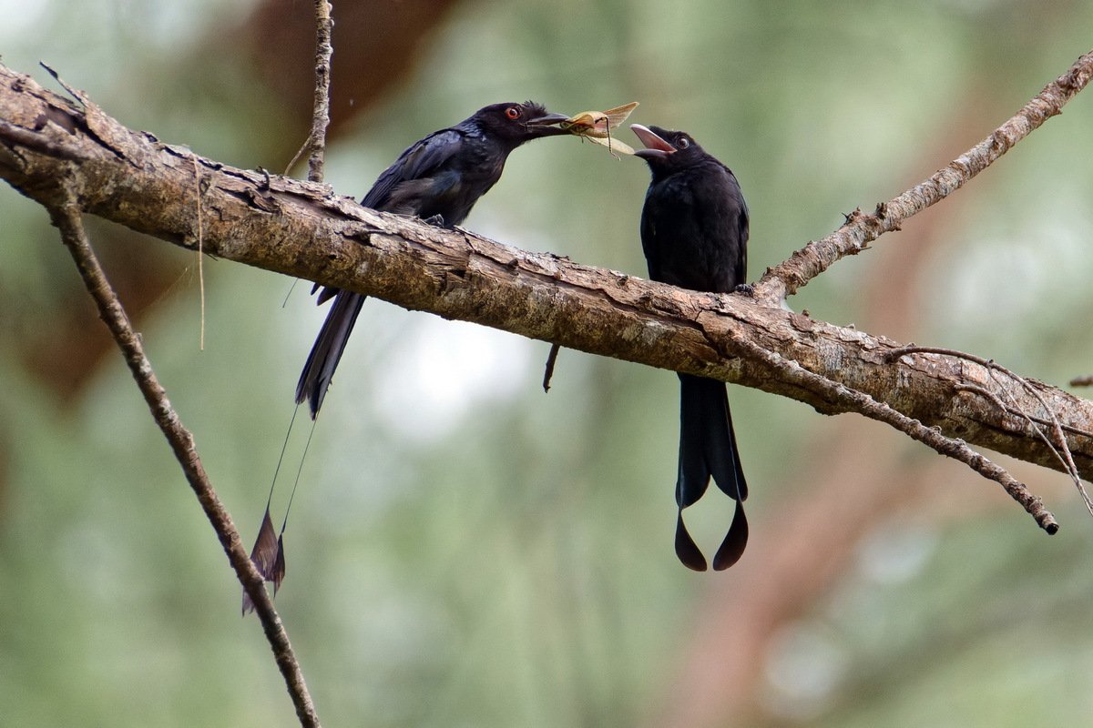 Greater Racket-tailed Drongo