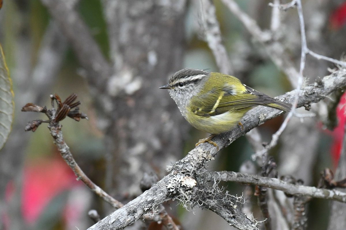 Ashy-throated Warbler